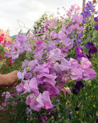 Erteblomst Leamington - vakre blomster på lange stengler