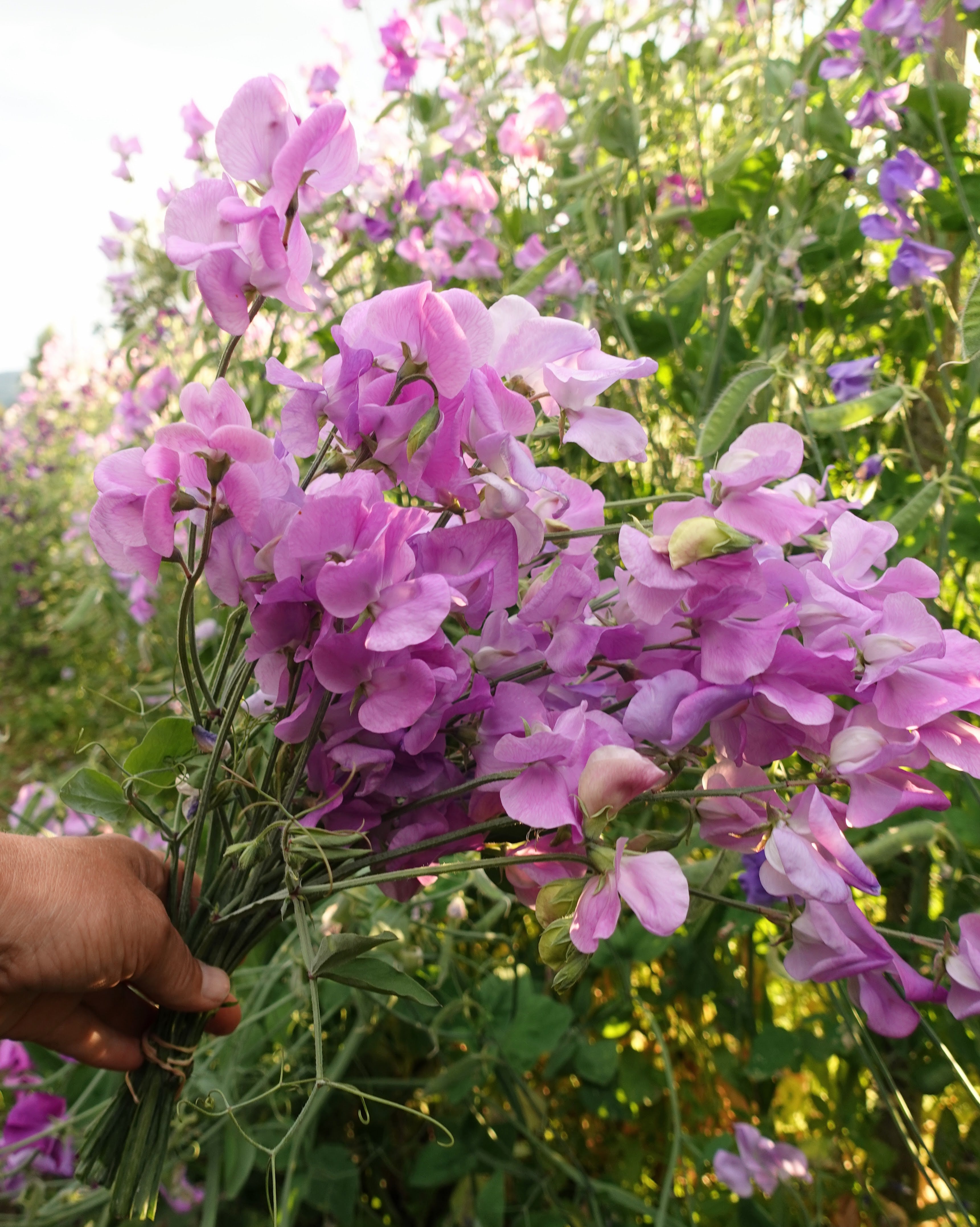 Erteblomst Leamington - lavendelblå duftende blomster med bølget kant
