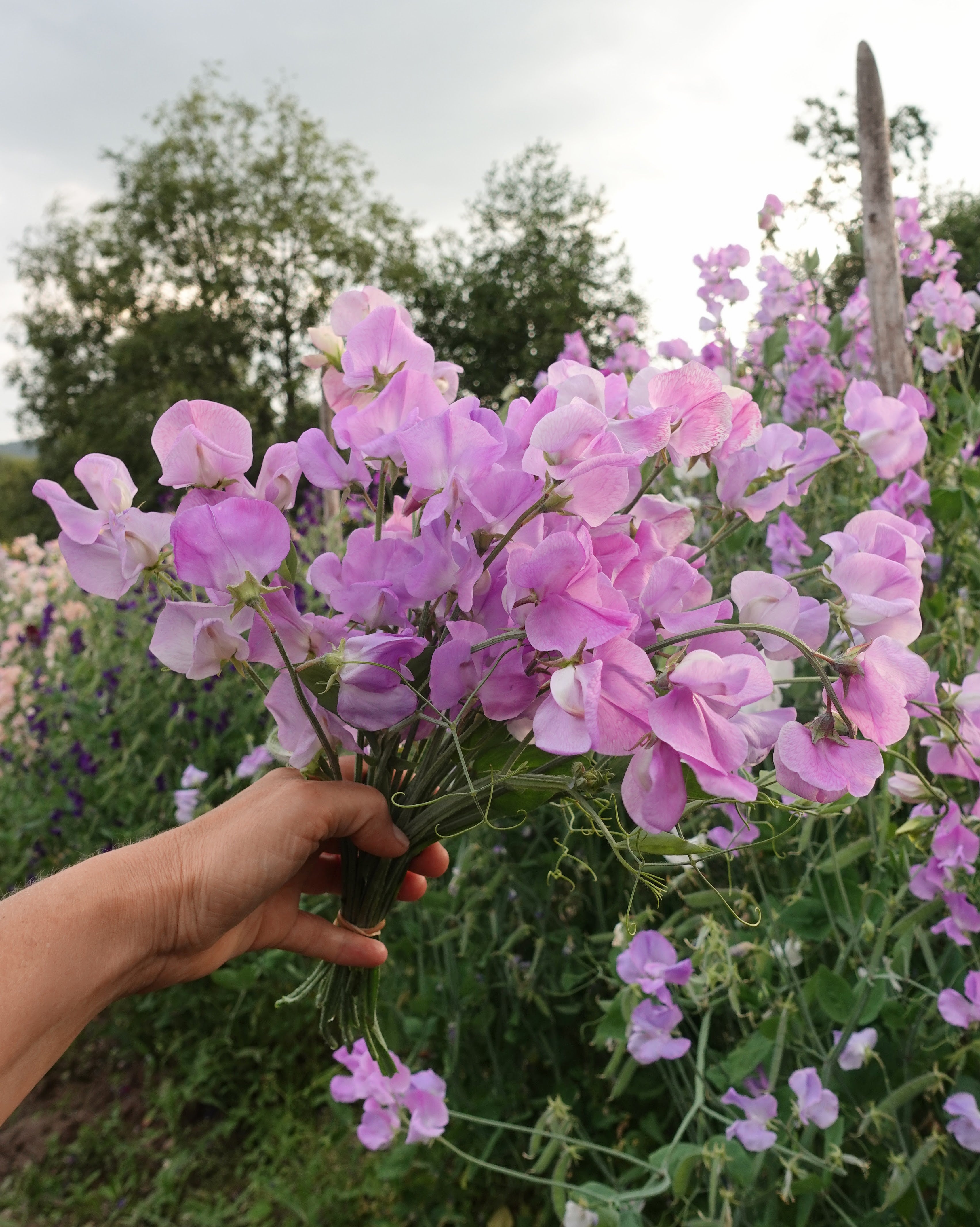 Erteblomst Royal Lavender - duftende lavendelblå snittblomster
