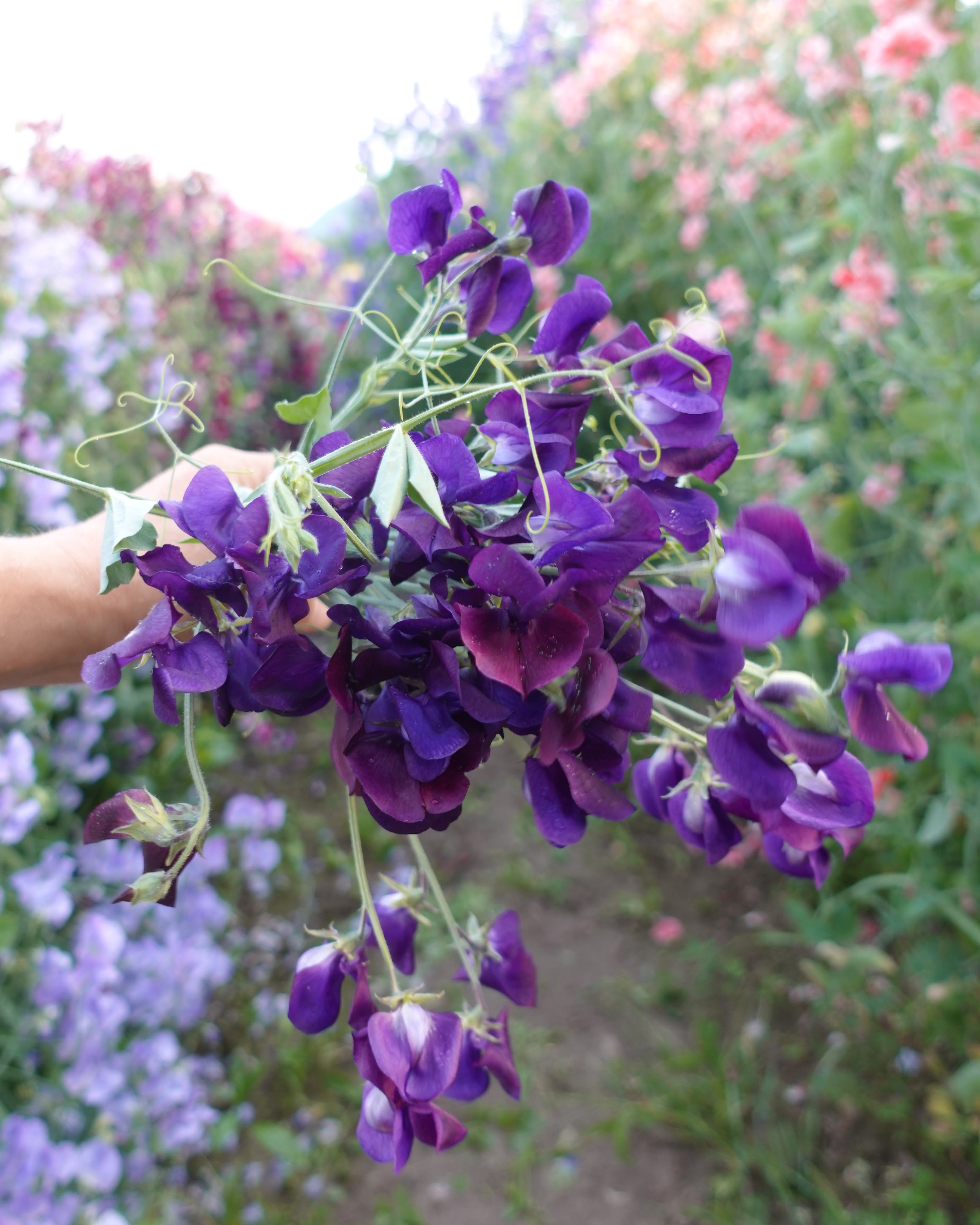 Erteblomst Lord Nelson duftende klatreplante