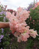 rteblomst Castlewellan med fersken og champagnefargede blomster
