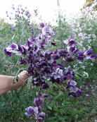 Erteblomst Nimbus med flakete mønster i blått og hvitt i hagen