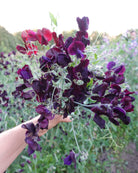 Erteblomst Almost Black med dyp auberginefarget, nesten svart blomst
