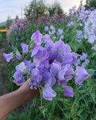 Winter Sunshine Light Blue erteblomst frø - ettårig klatreplante for hagen
