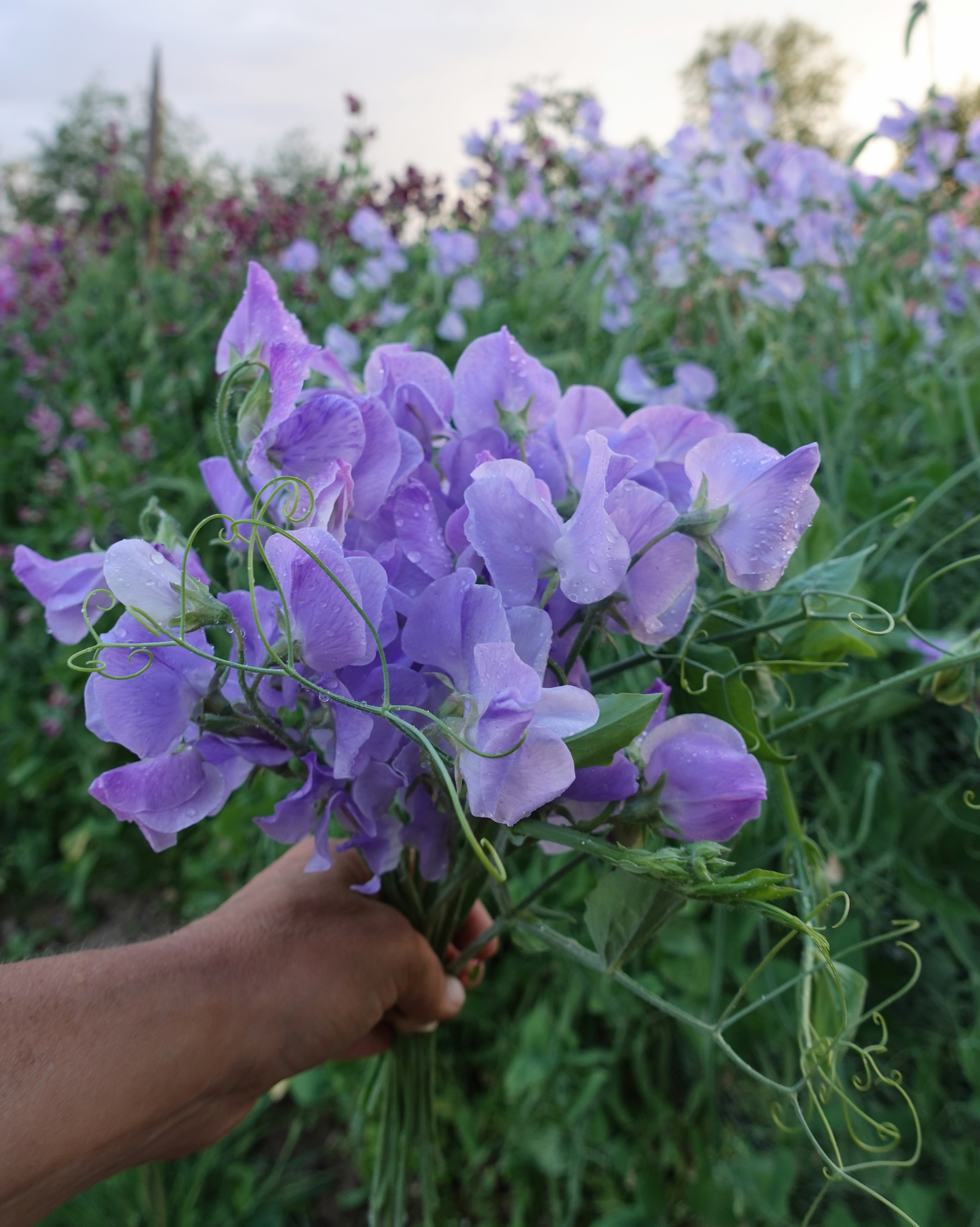 Winter Sunshine Light Blue erteblomst - himmelsblå klatreplante perfekt som snittblomst
