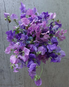 Erteblomst Skarnesmiks Blå i hagen med blå blomster