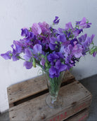 Erteblomst Skarnesmiks Blå - detaljbilde av blå erteblomster