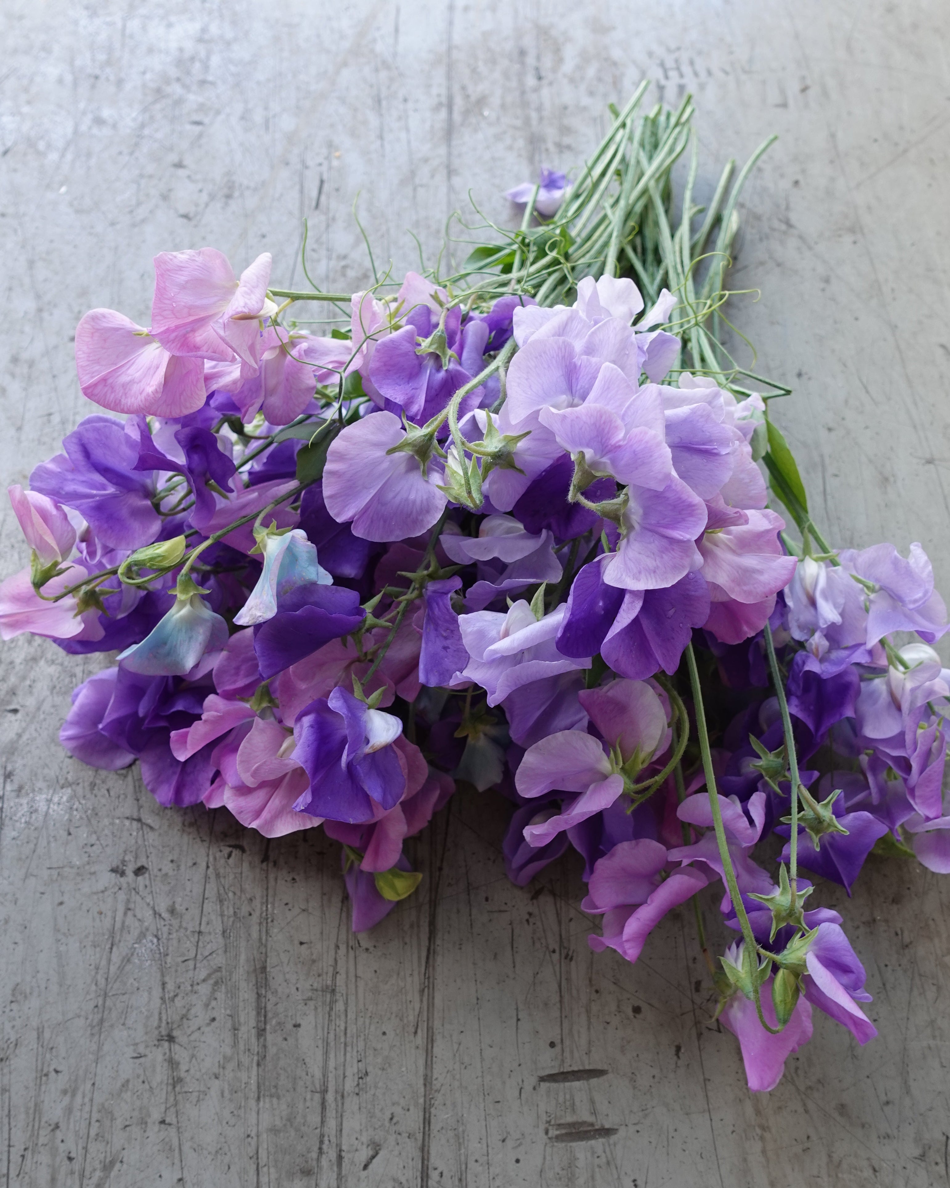 Erteblomst Skarnesmiks Blå - nærbilde av blå erteblomster