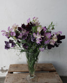 Erteblomst Skarnesmiks Lys og Mørk i hagen med varierende fargetoner