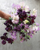 Erteblomst Skarnesmiks Lys og Mørk - detaljbilde av lyse og mørke erteblomster