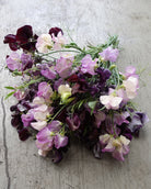 Erteblomst Skarnesmiks Lys og Mørk med spennende blanding av lyse og mørke toner