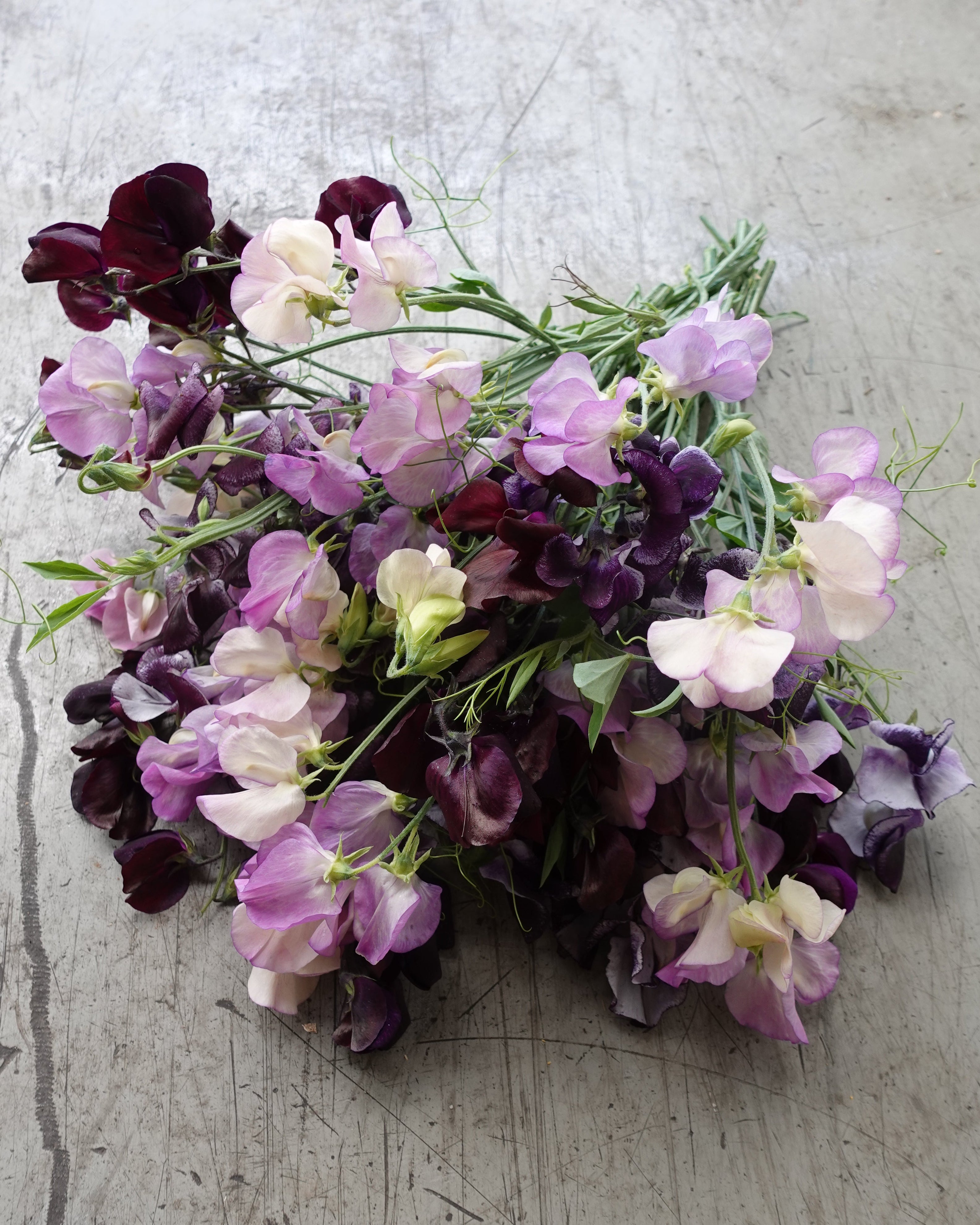 Erteblomst Skarnesmiks Lys og Mørk med spennende blanding av lyse og mørke toner