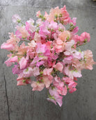 Erteblomst Skarnesmiks Fersken og Rosa med store blomster i fersken og rosa toner