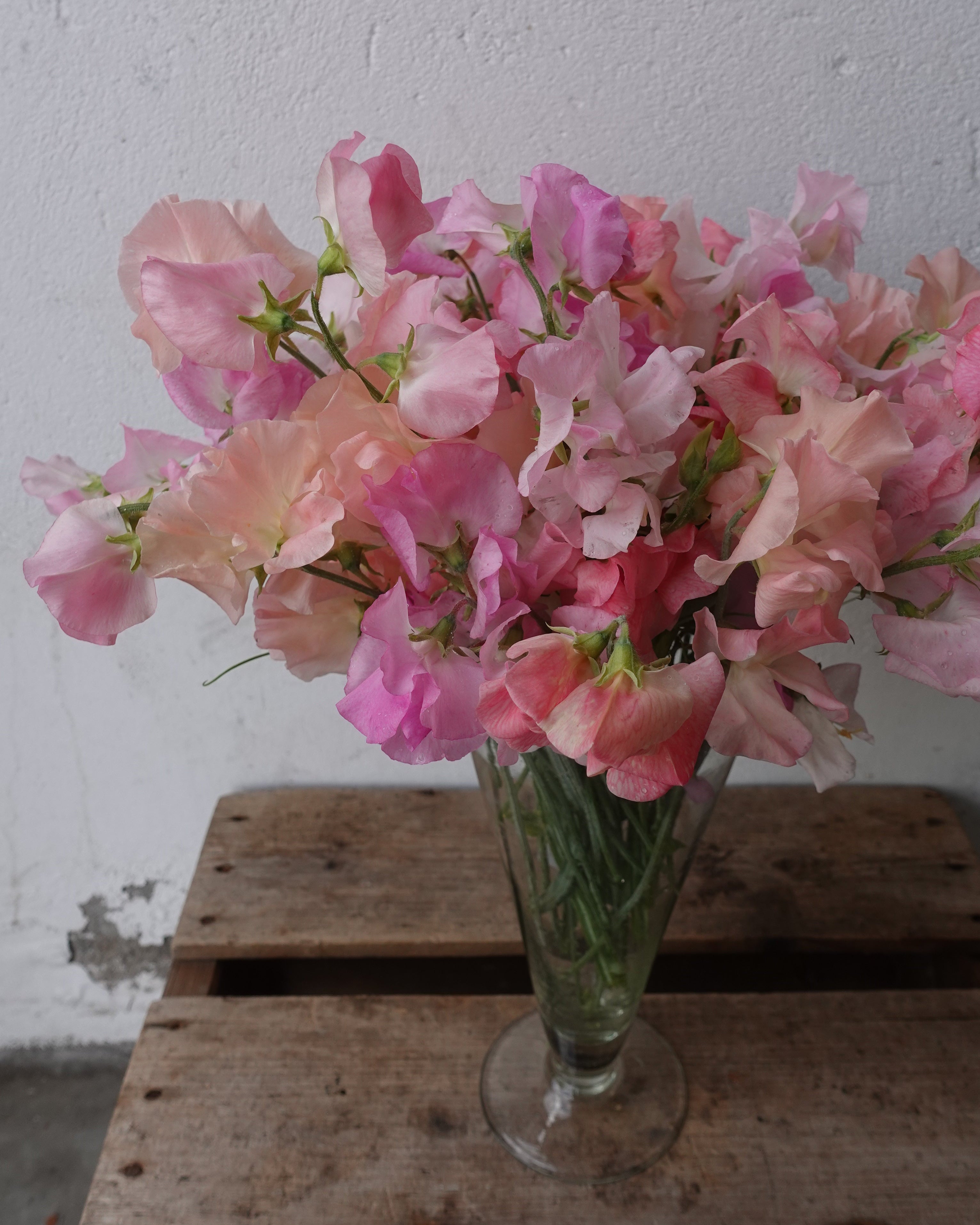Erteblomst Skarnesmiks Fersken og Rosa - detaljbilde av fersken og rosa erteblomster