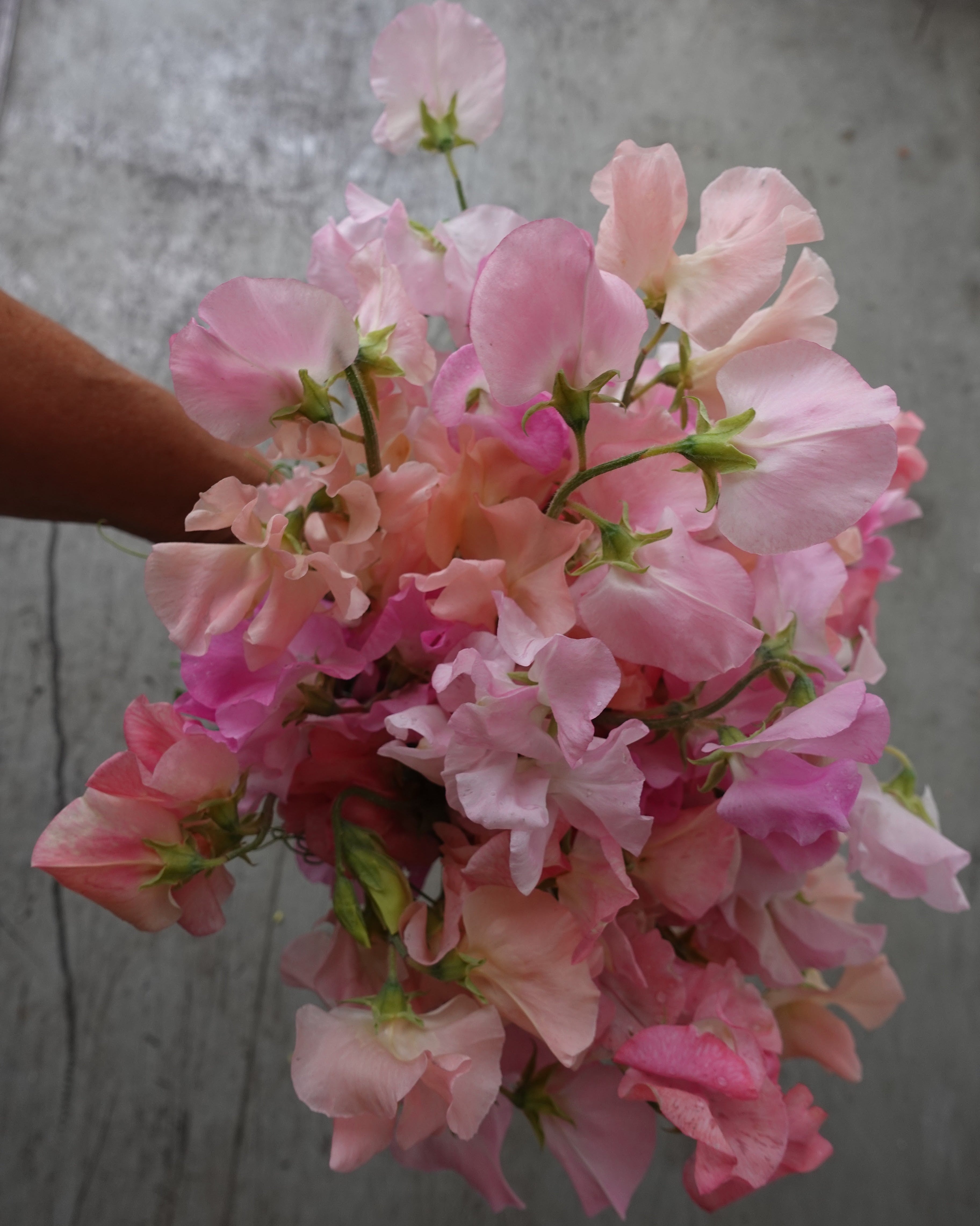 Erteblomst Skarnesmiks Fersken og Rosa i hagen med fersken og rosa blomster