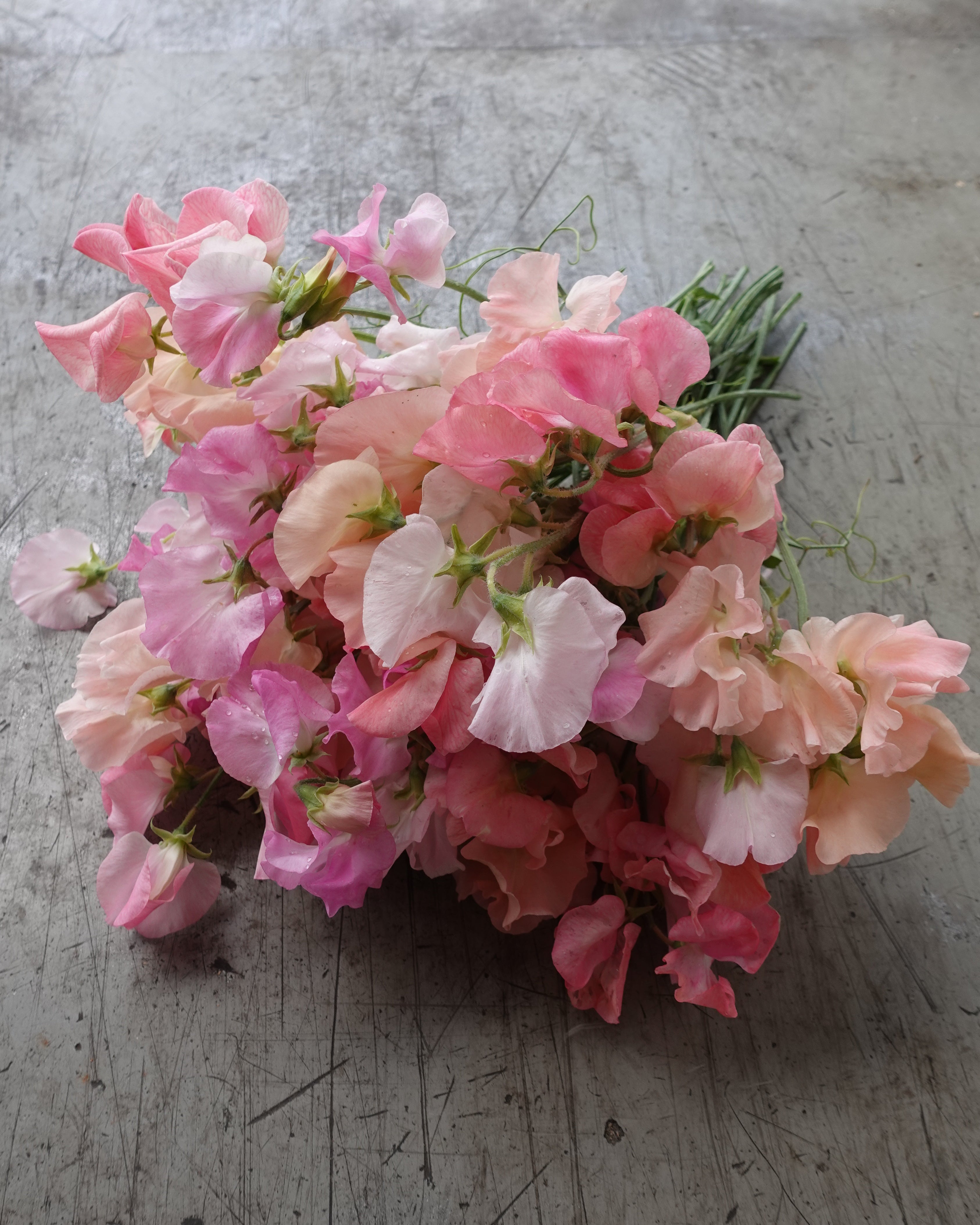 Erteblomst Skarnesmiks Fersken og Rosa - nærbilde av fersken og rosa erteblomster