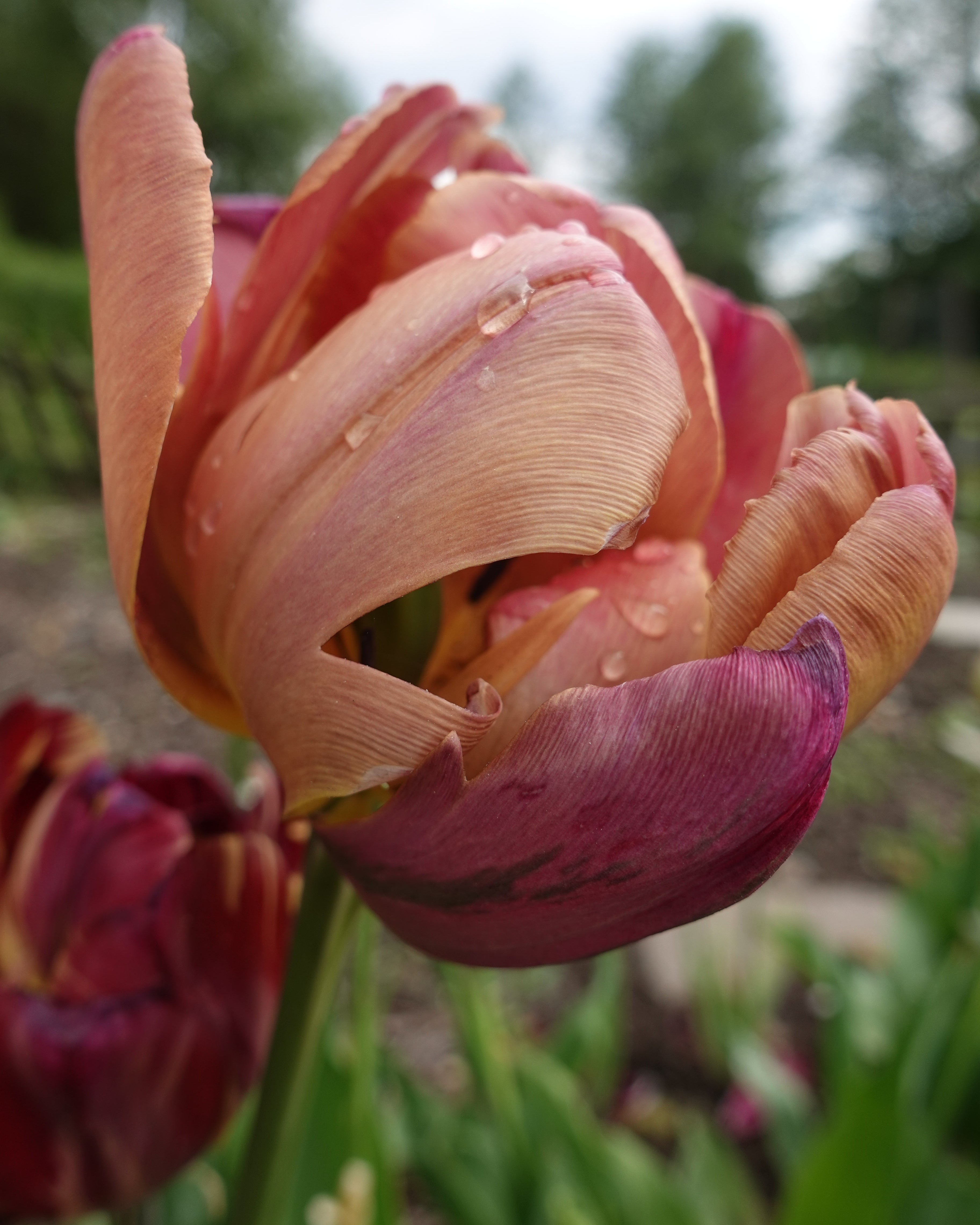 Tulipan Ridgedale – bukett med plommefargede fylte tulipaner som snittblomst