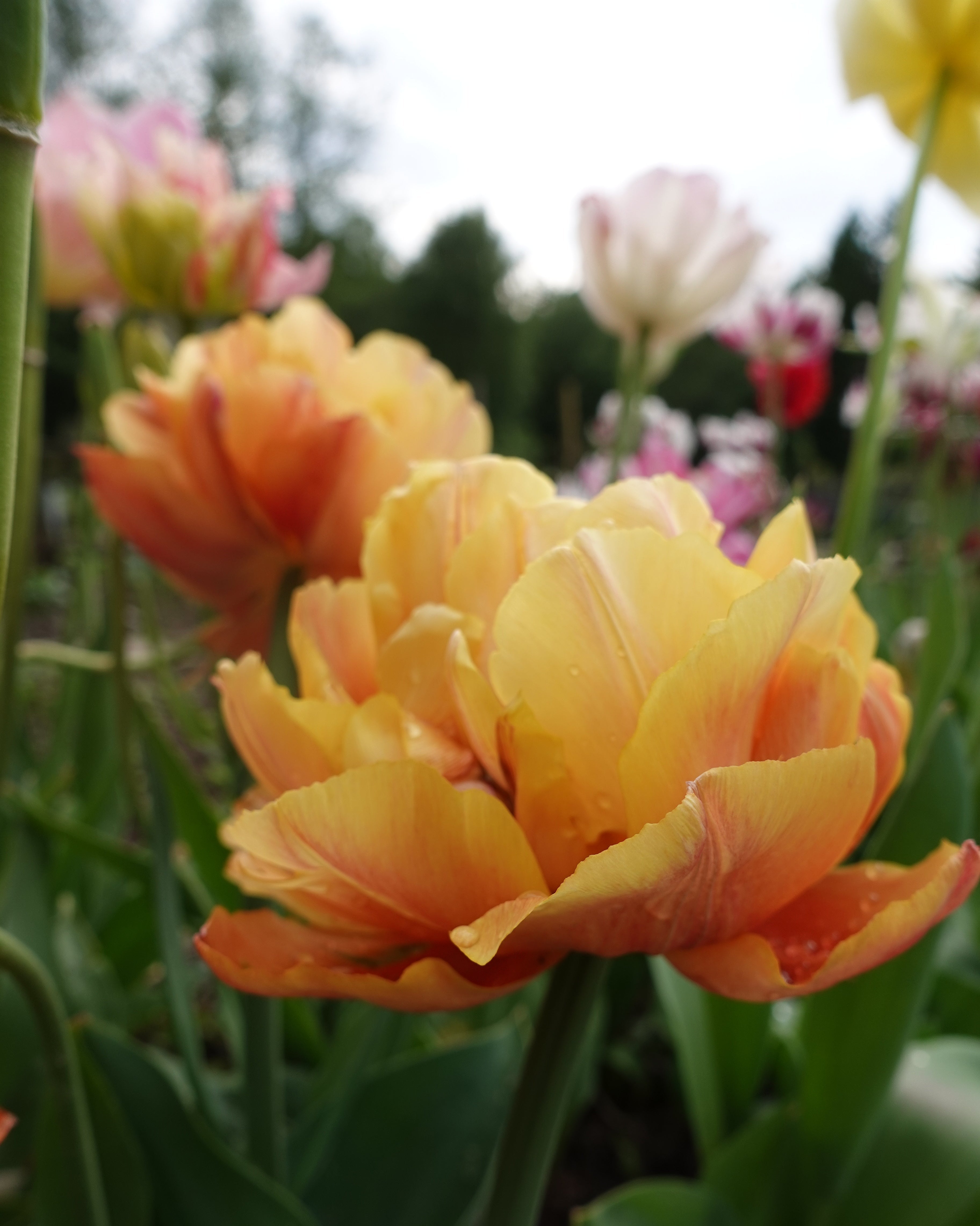 Tulipan Valdivia – fullt åpen fylt blomst med brente kobberaktige toner i vårsolen