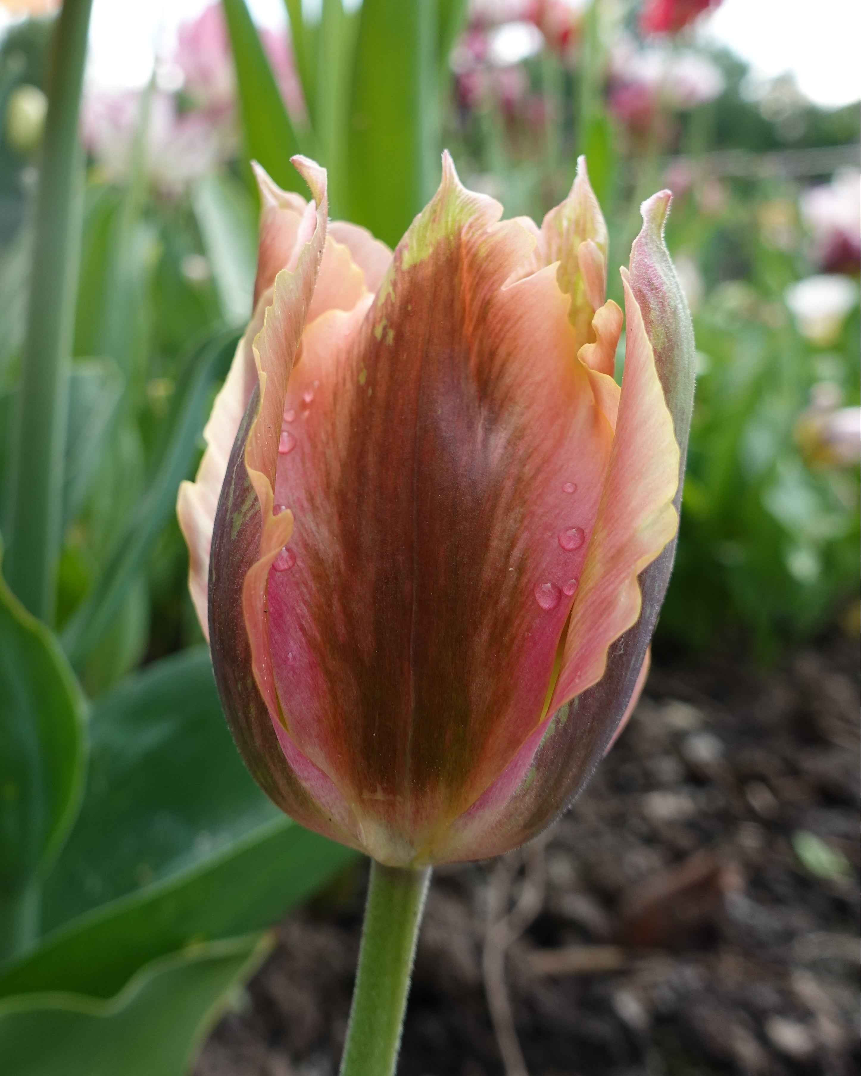 Tulipan Artist – bukett eller gruppe av blomster i hage eller vase