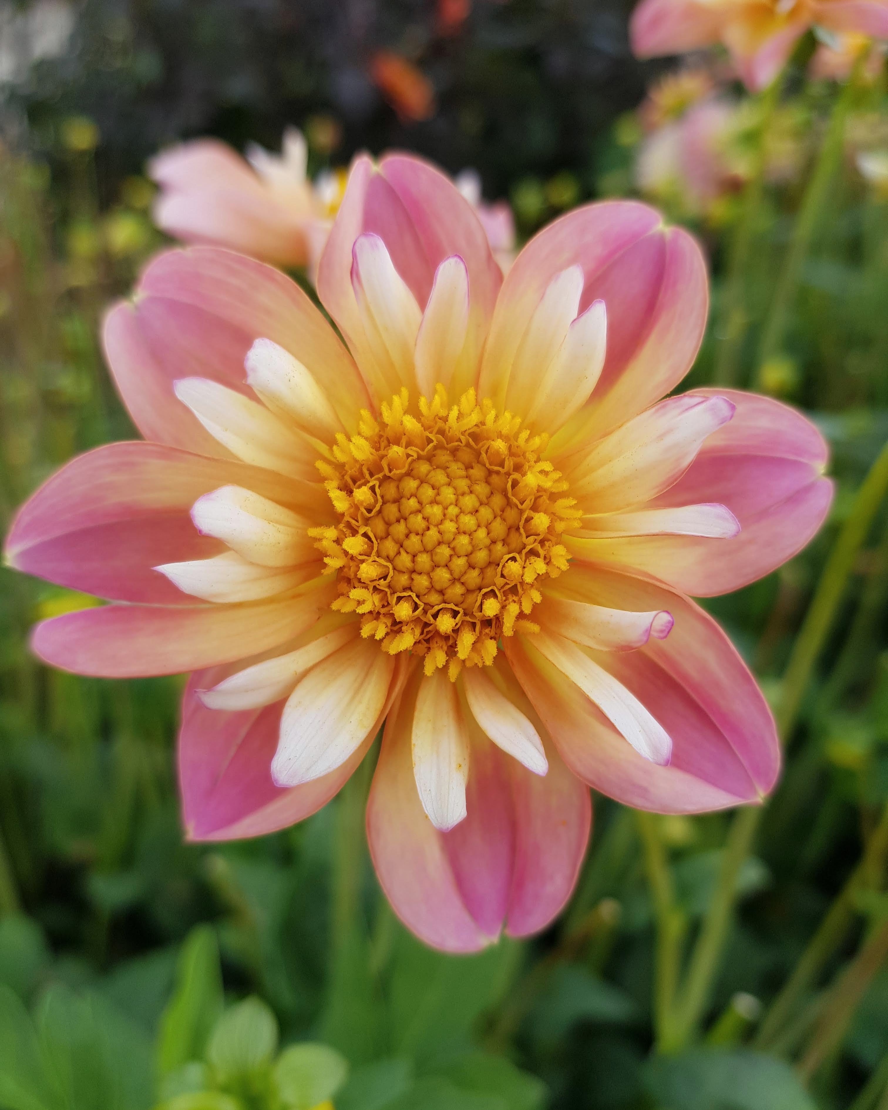 georgine dahlia pepita pink, egnet til krukke, collarette georgine