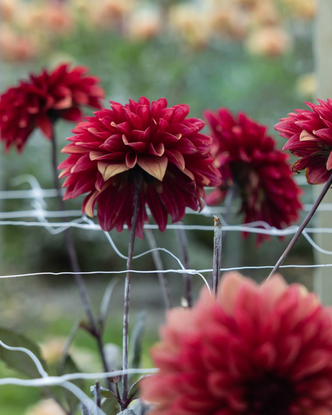 georgine danique dekorativ med lange stenlger