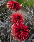 dekorativ georgine danique med mursteinsrøde blomster med en dyp, brent tone