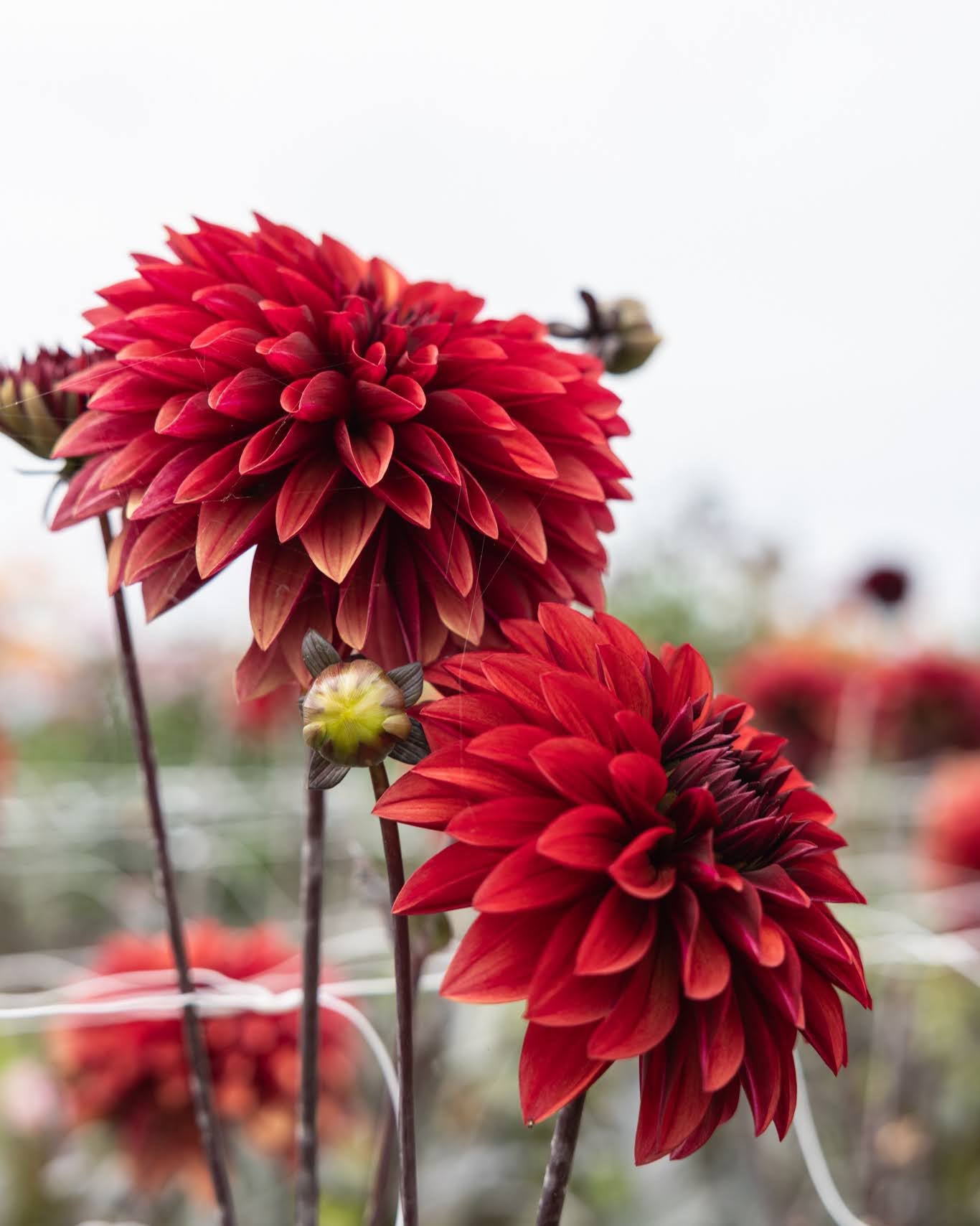 georgine danique med mursteinsrøde blomster med en dyp, brent tone