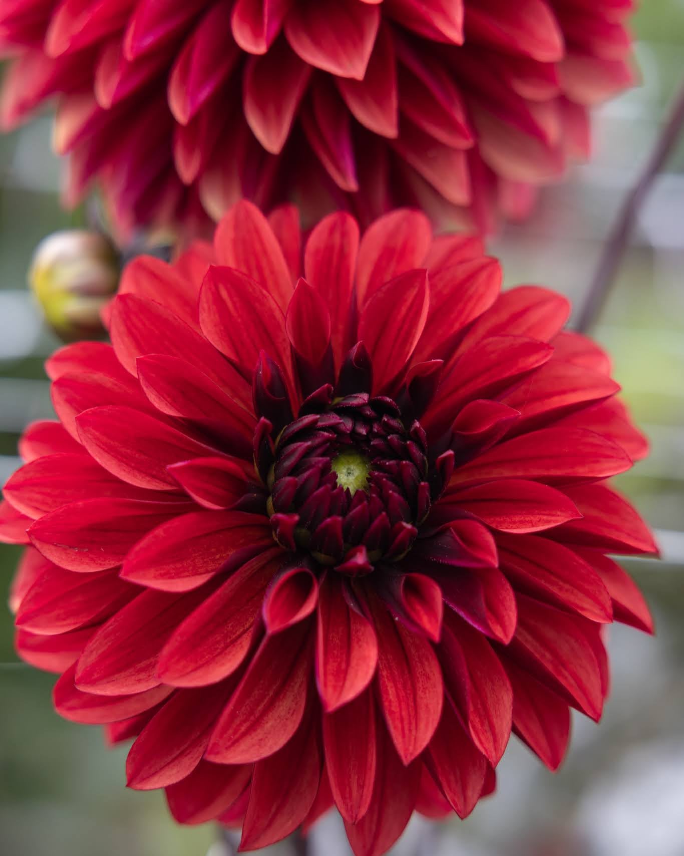 dahlia danique med mursteinsrøde perfekte blomster, vakker i hagen