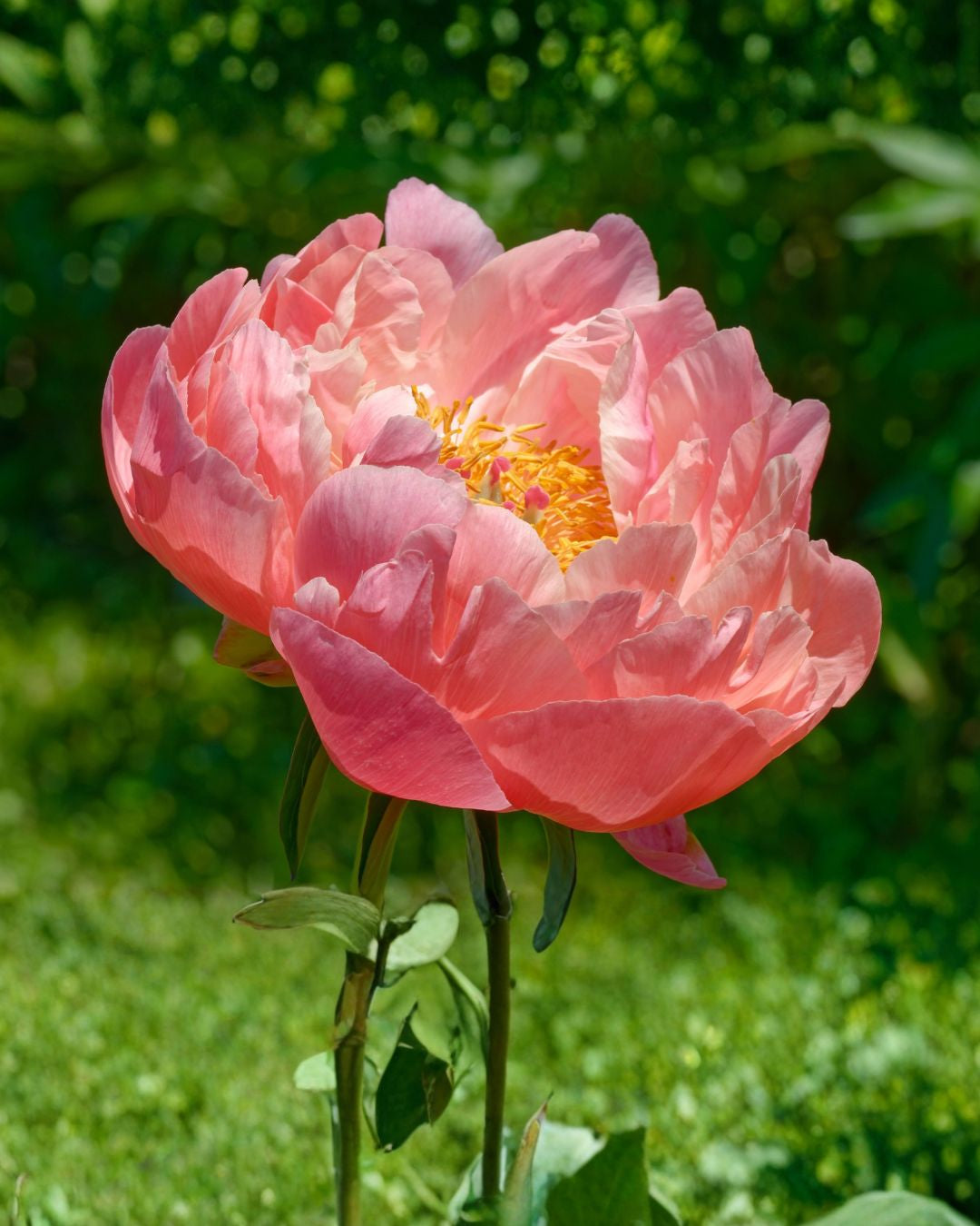Paeonia pion Kings Day med lekra blomster