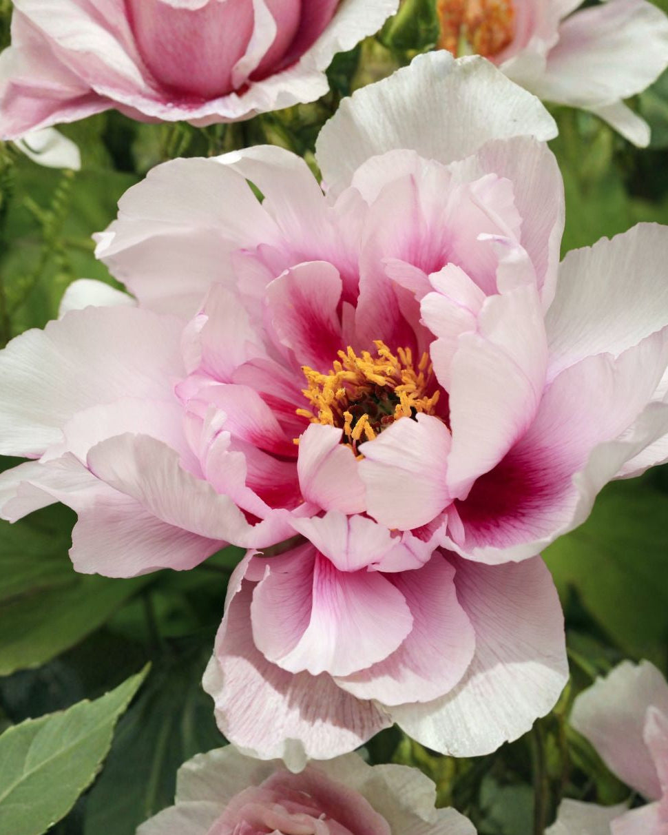 Pion Canary Brilliant - Itoh-pion med fersken, rosa og gylne blomster