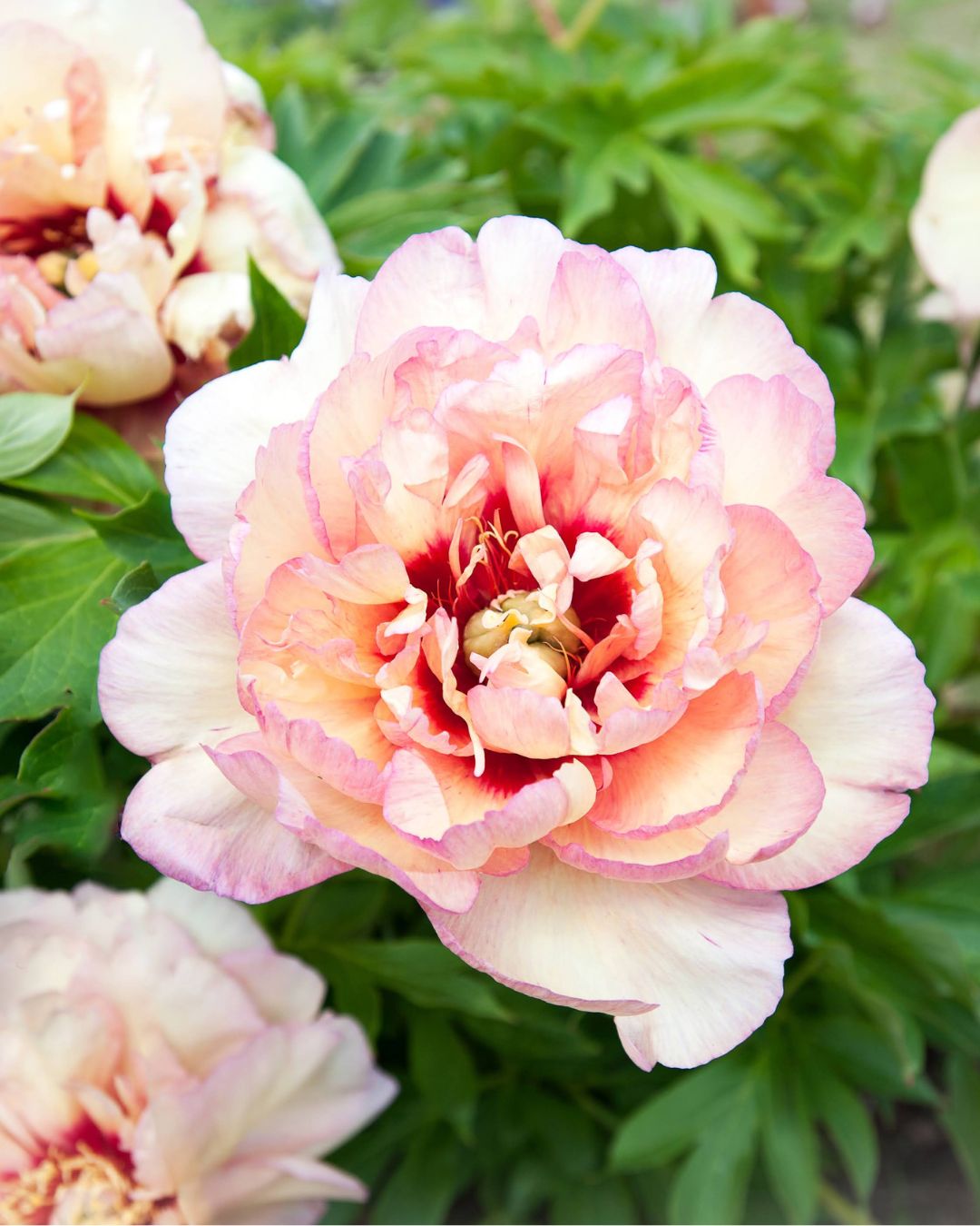 pion itoh callies memory paeonia