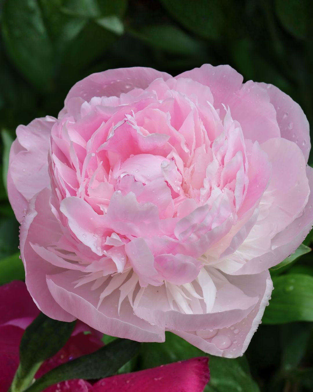 pion nick shaylor paeonia barrot staude lys rosa snittblomst