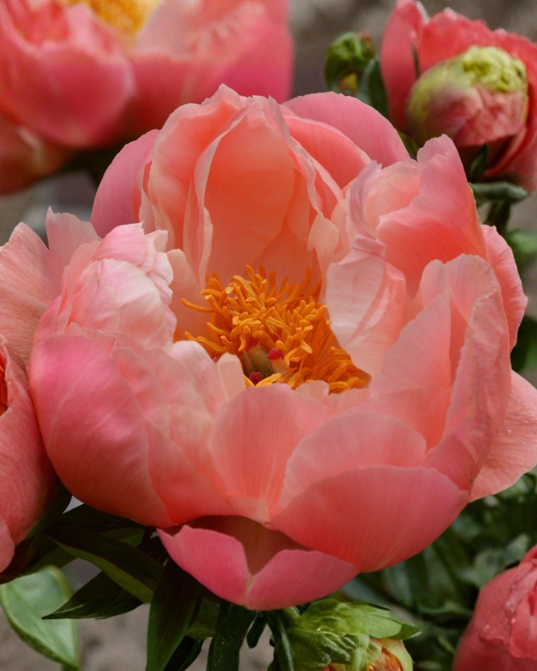 pion coral charm paeonia barrot staude snittblomst korallfarget