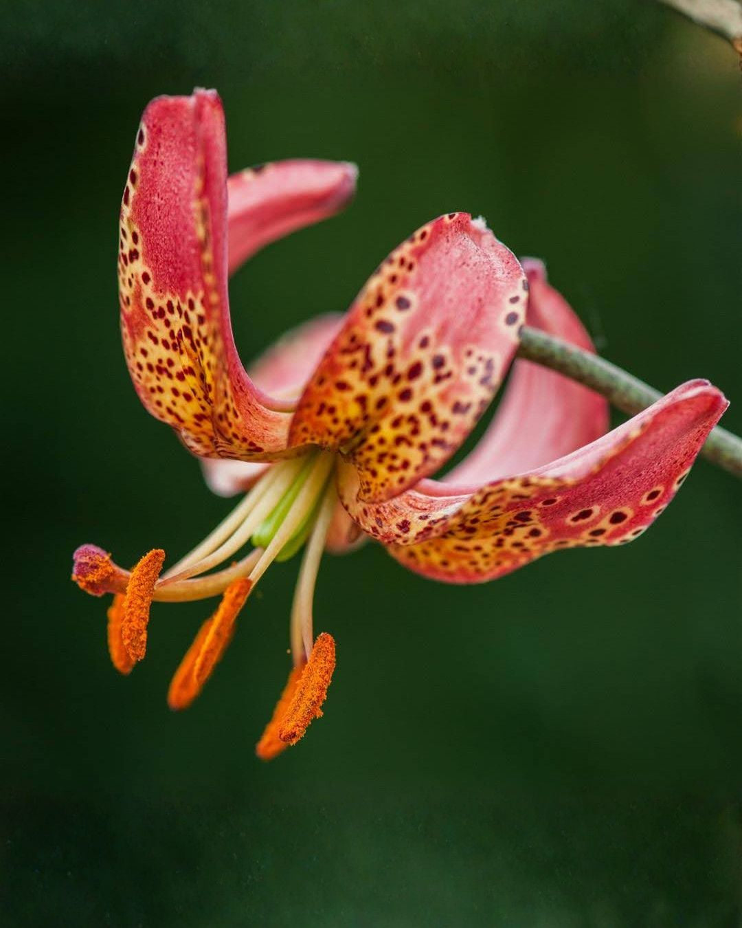 Lilium martagon Manitoba Morning - elegant skoglilje med naturlig uttrykk