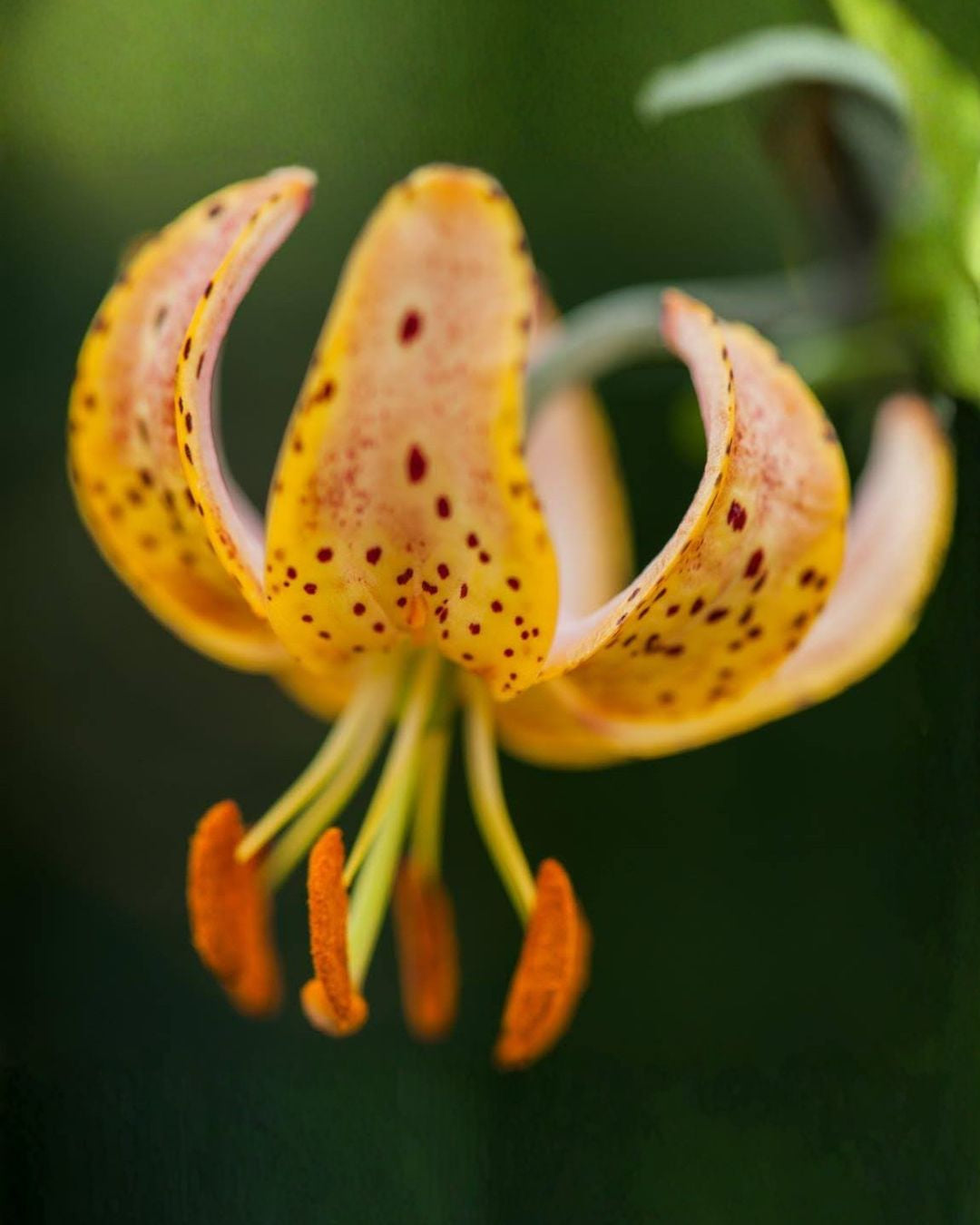 Lilium martagon Guinea Gold i blomstring - hengende honninggule blomster med prikker