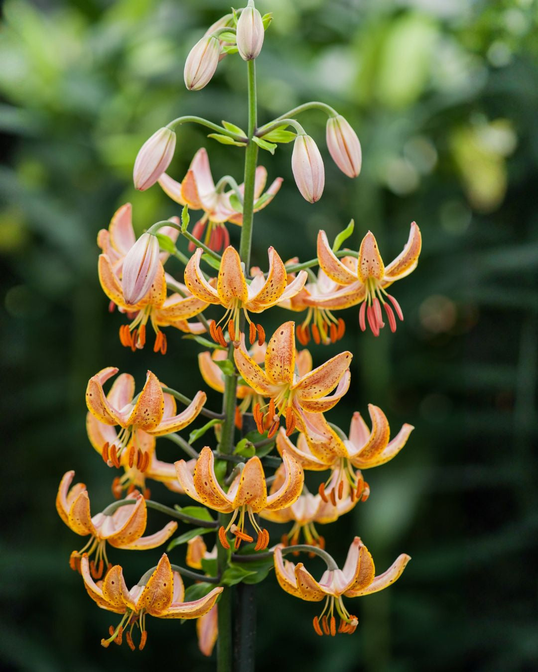 Martagonlilje Guinea Gold - gylden turbanlilje med kobber og aprikostone