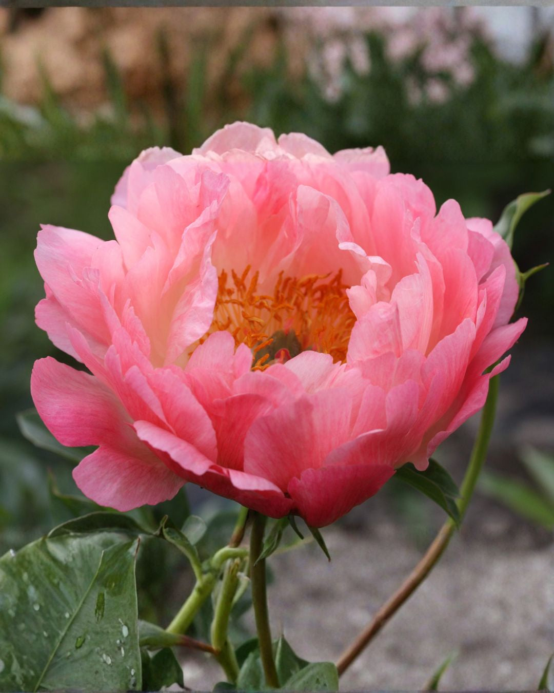pion coral sunset paeonia barrot staude flerårig snittblomst