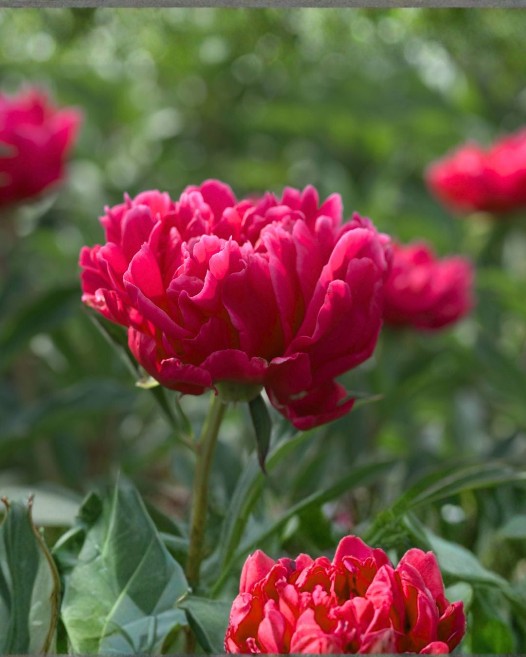 pion command performance paeonia barrot staude flerårig 