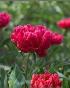 pion command performance paeonia barrot staude flerårig 