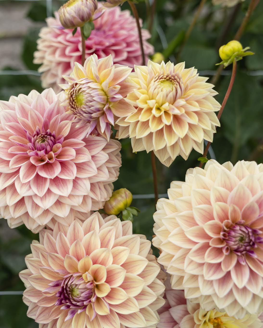 Dusty Beauty dekorativ georgine med dempet fargespill i støvet rosa med innslag av lys kremgul.