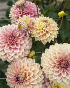 Dusty Beauty dekorativ georgine med dempet fargespill i støvet rosa med innslag av lys kremgul.