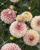 Dusty Beauty nydelig georgine med mange vakre pastell nyanser