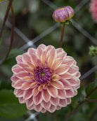 Dusty Beauty dekorativ dahlia med dempet fargespill i støvet rosa med innslag av lys kremgul.