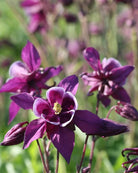 Akeleie Winky Purple White i hagen med flere blomster på samme stilk