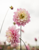 Dahlia Karma Prospero som snittblomst - rosa dekorativ georgine perfekt for buketter