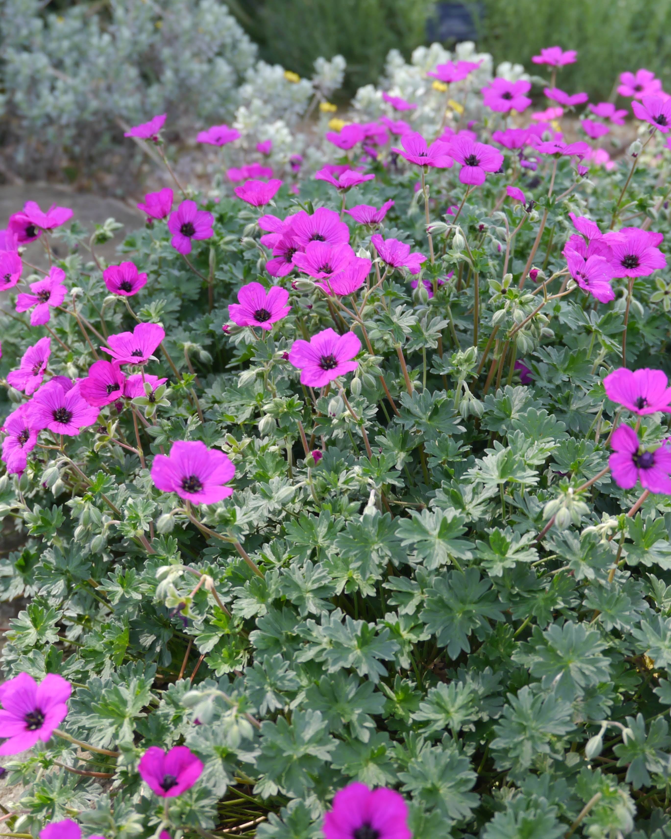 Geranium cinereum subcaulescens, kompakt geranium i cyclamen farge med mørkt øye