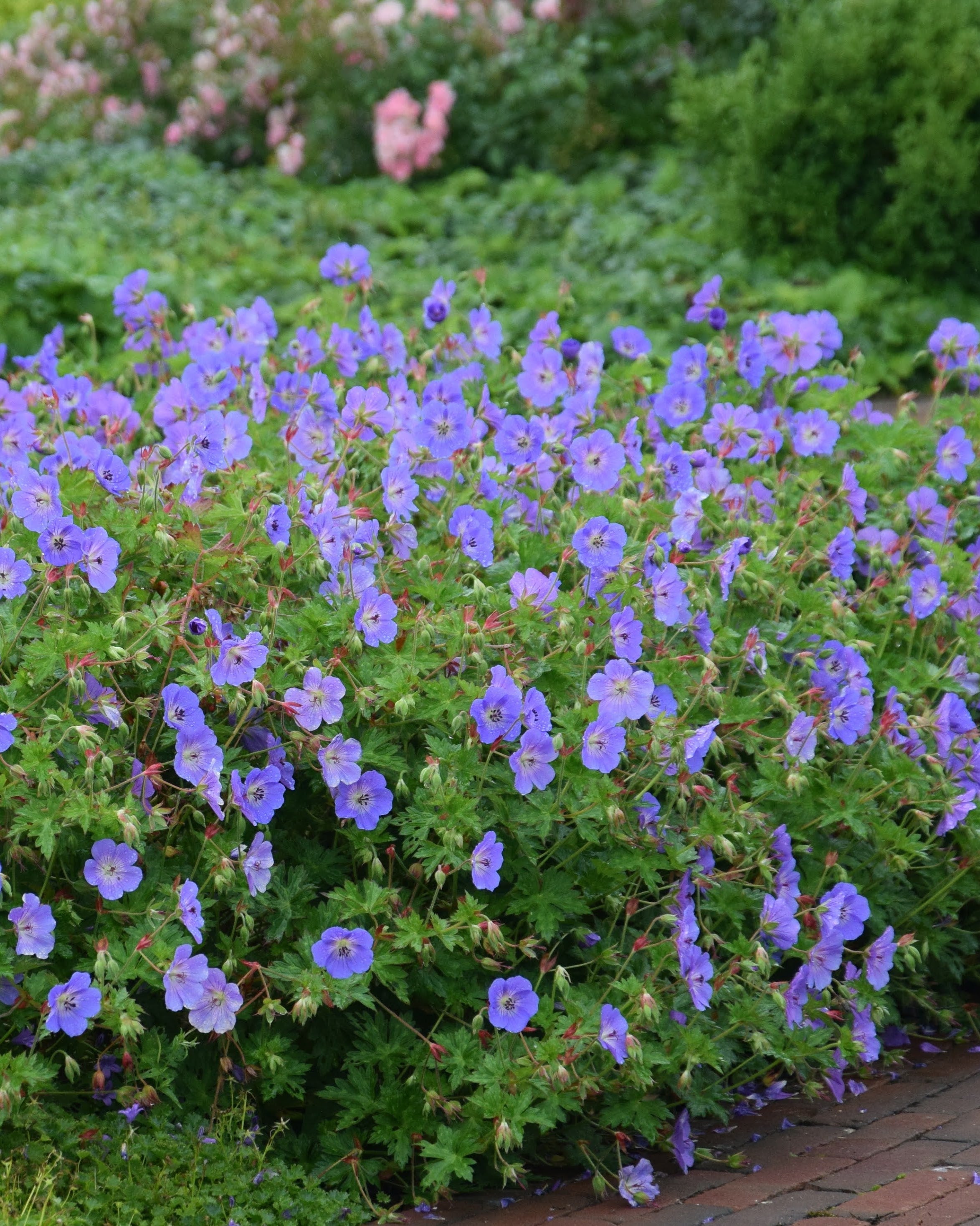 Geranium Rozanne med store blå blomster og lys midte - barrotstaude med lang blomstring