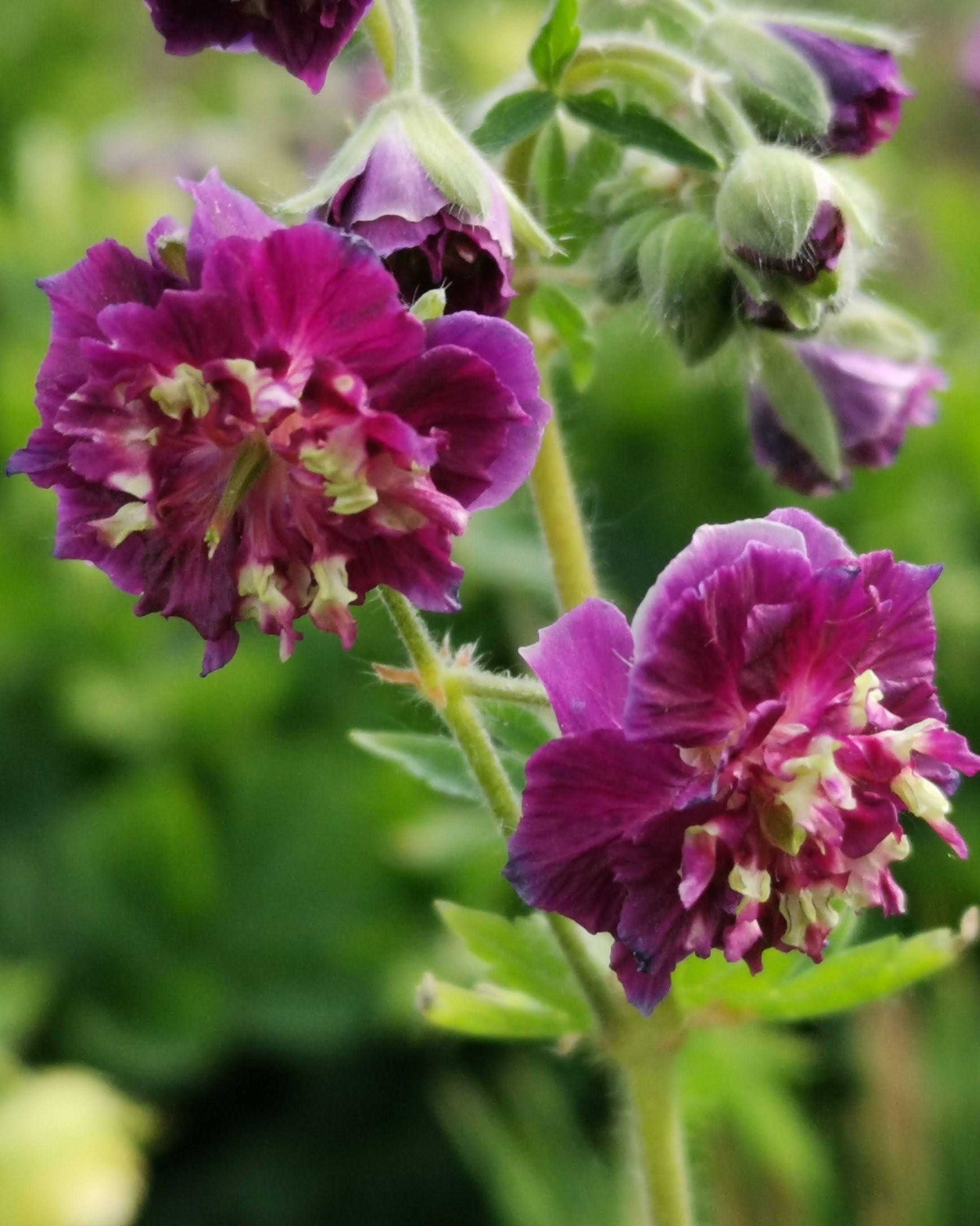Geranium Joseph Green barrotstaude med luftig vekstform og friskt grønt bladverk