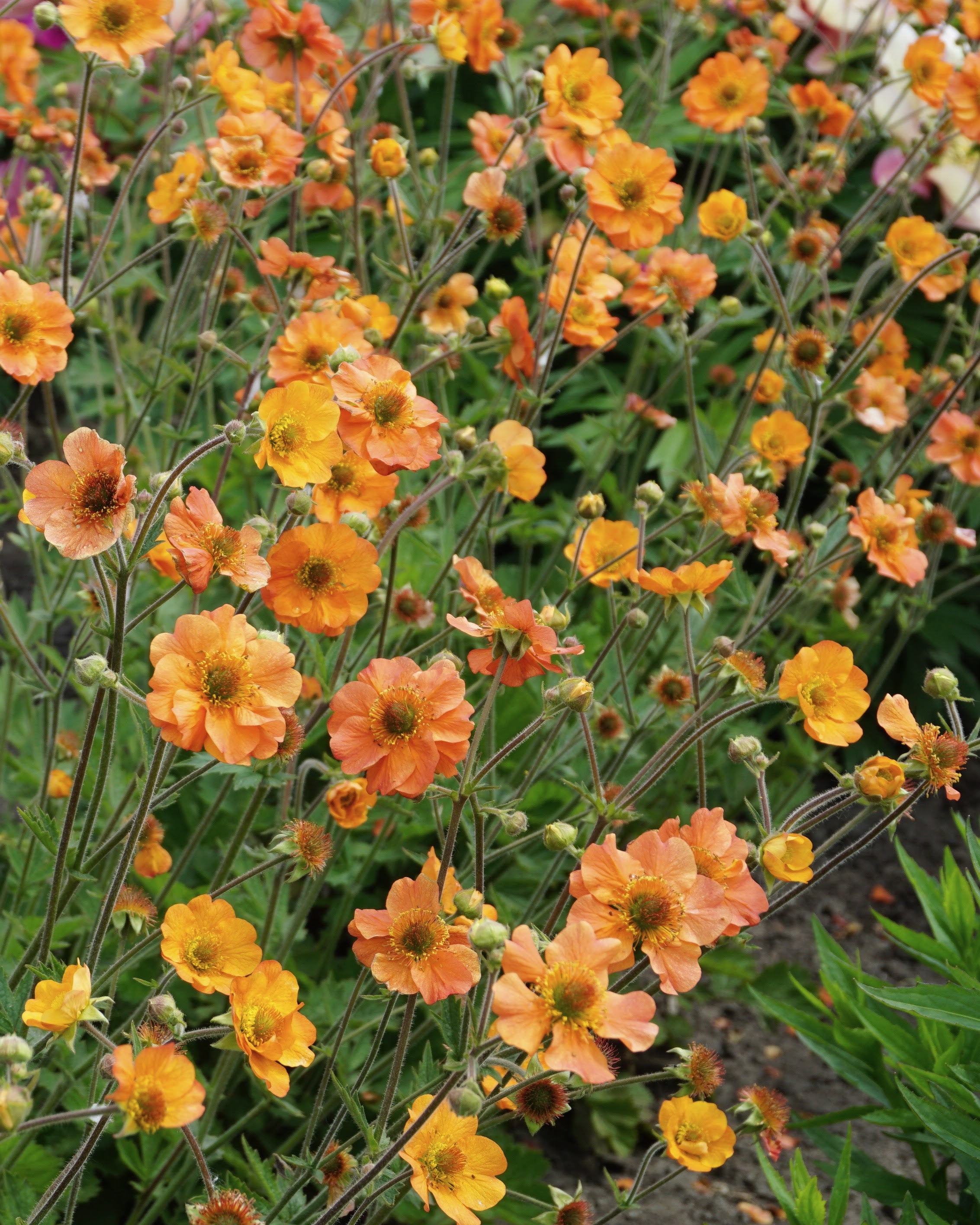 Geum Totally Tangerine - lettdyrket staude med lang blomstringstid gjennom sommeren