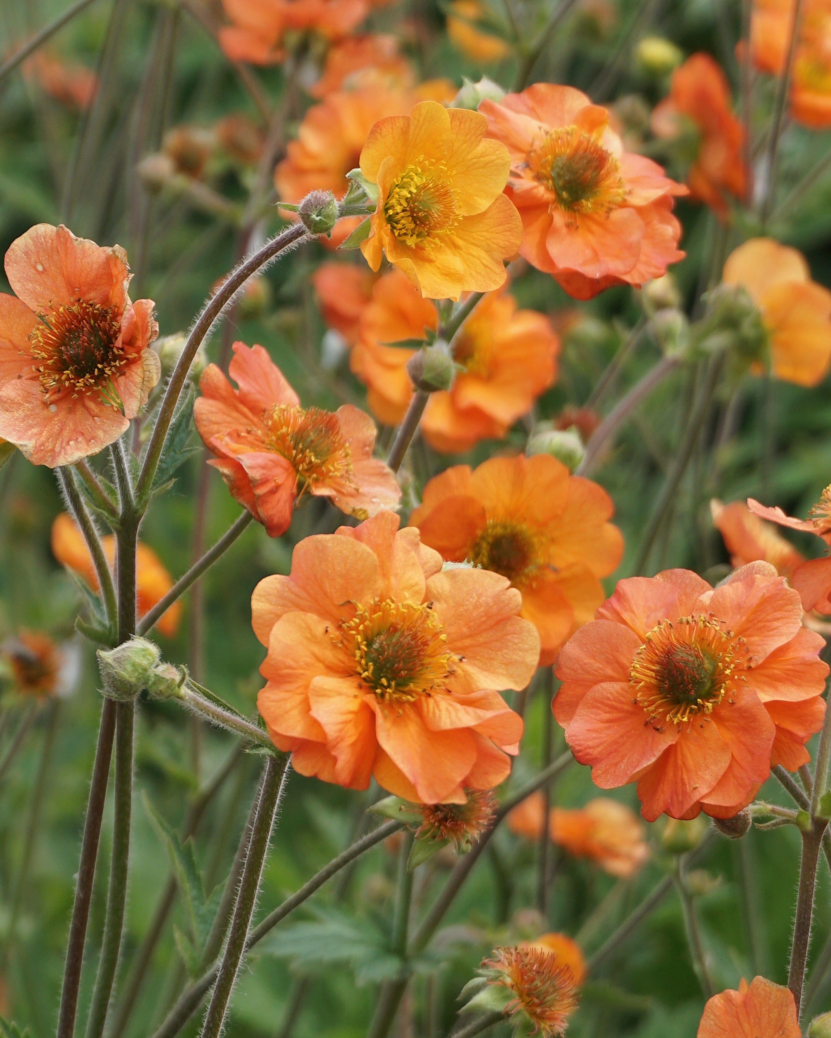 Humleblomst Totally Tangerine med mildt oransje blomster på lange stilker